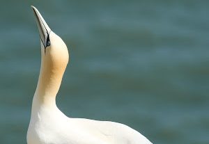 A Day Among the Seabirds – Photographing Bempton Cliffs with the OM System 100–400mm